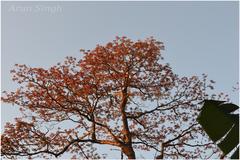 Terminalia bellirica